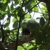 iguana in breadfruit tree